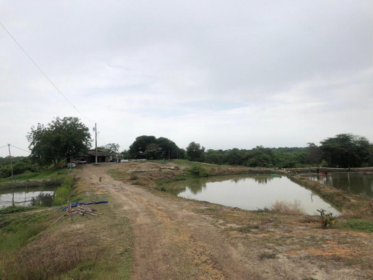 Macrolote de Venta en Daular, Guayas — imagen 4
