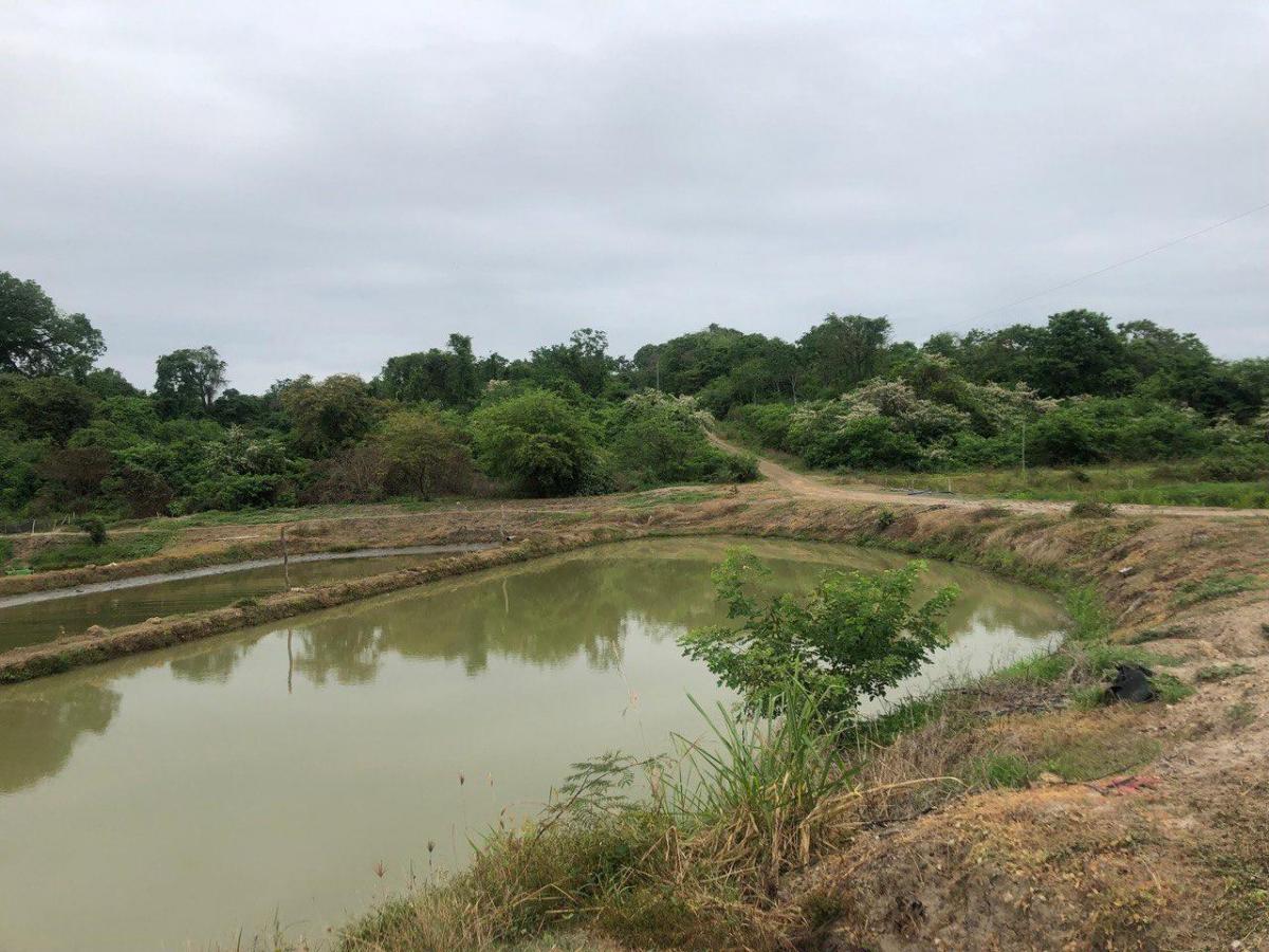 Macrolote de Venta en Daular, Guayas — imagen 3