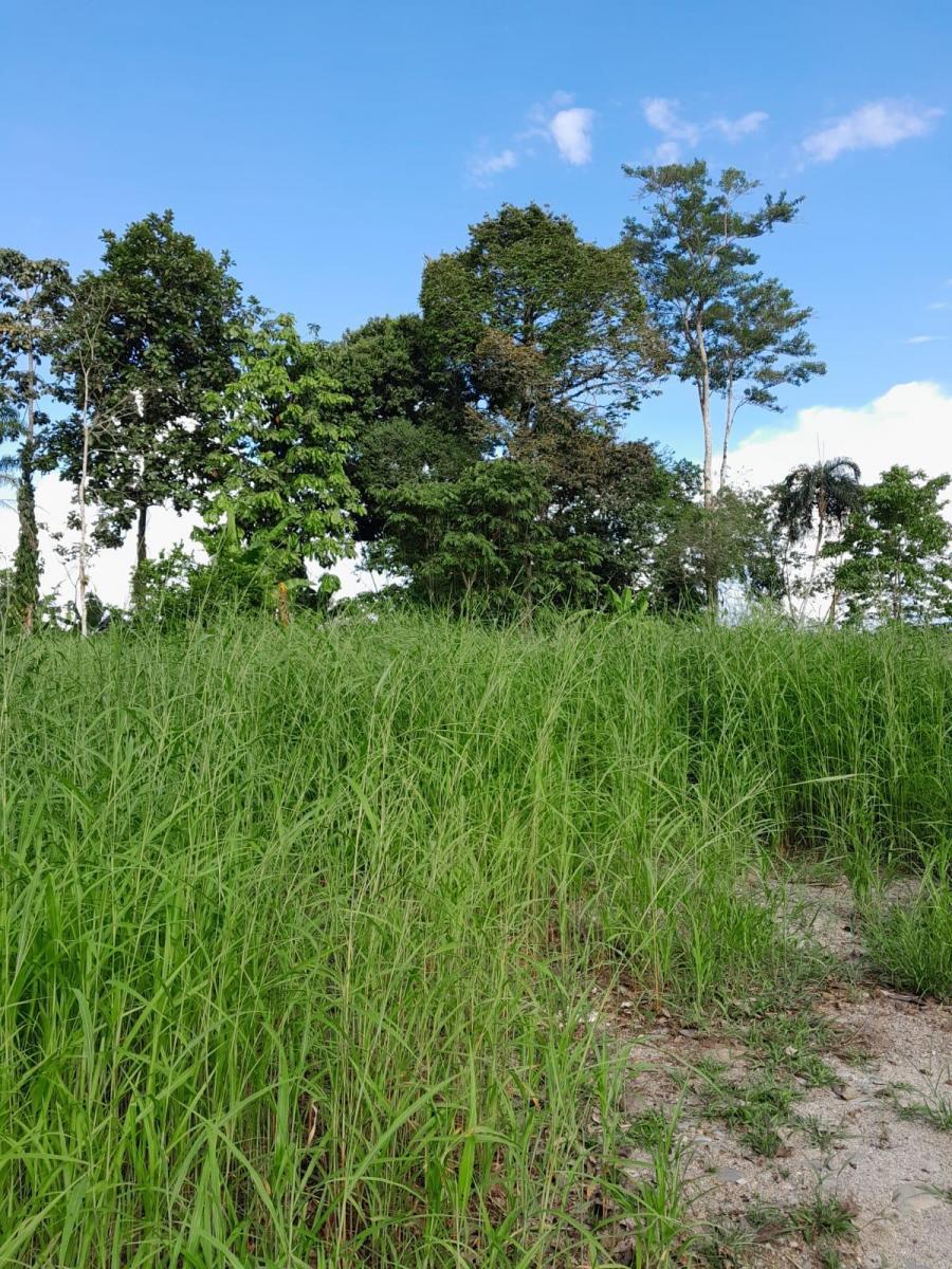 Tena - Vía a Misahualli - Vendo Propiedad de 12 Hectáreas - Acceso Propio, Napo — imagen 4