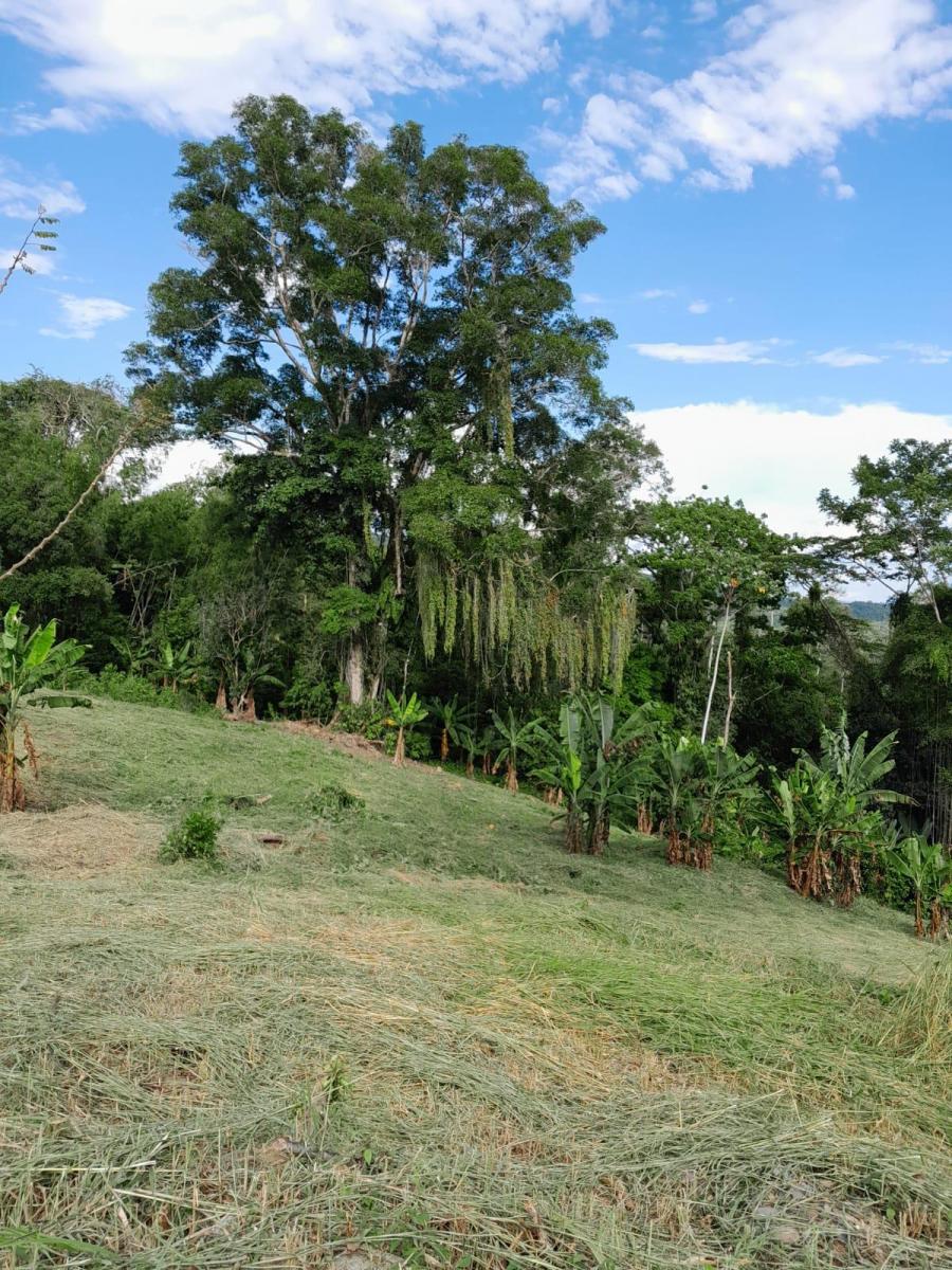 Tena - Vía a Misahualli - Vendo Propiedad de 12 Hectáreas - Acceso Propio, Napo — imagen 3