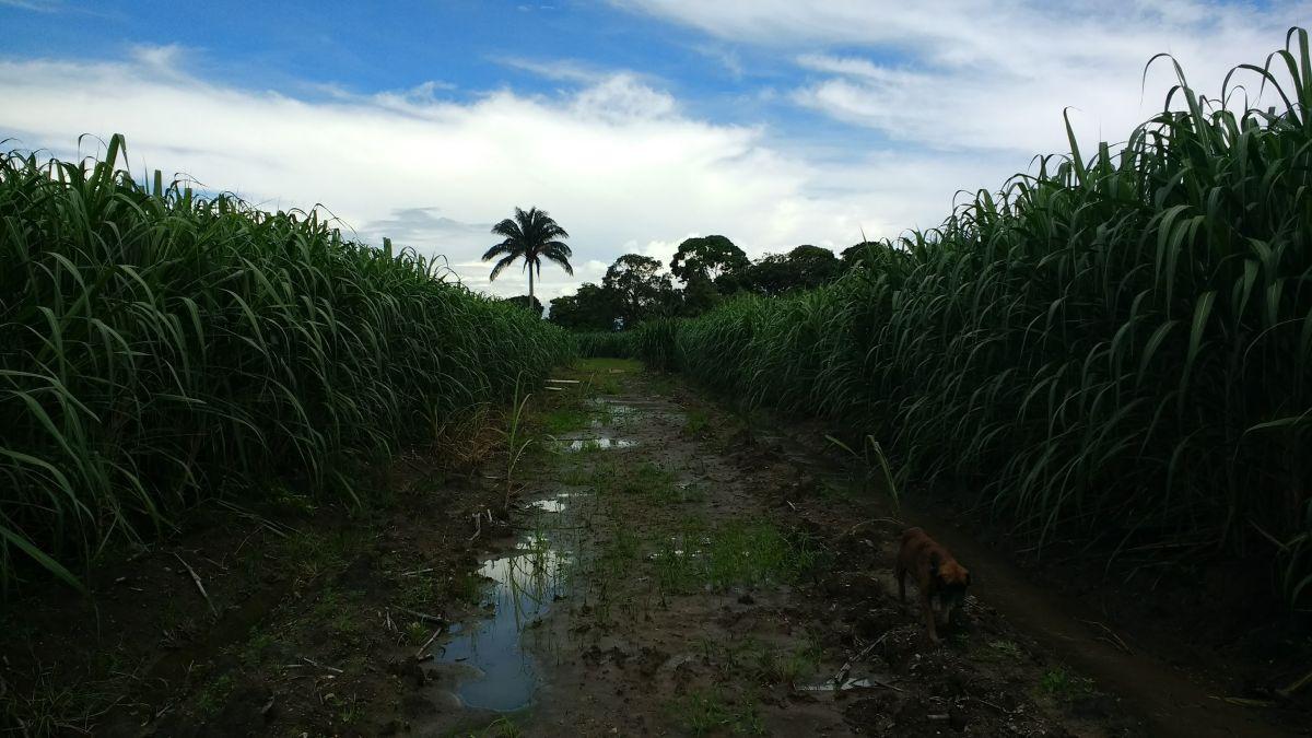 Vendo Terreno Finca, Guayas — imagen 5
