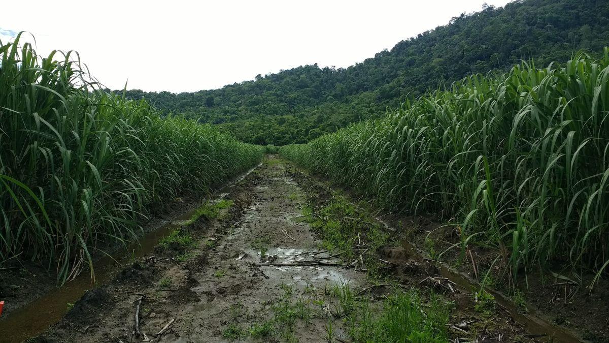 Vendo Terreno Finca, Guayas — imagen 3