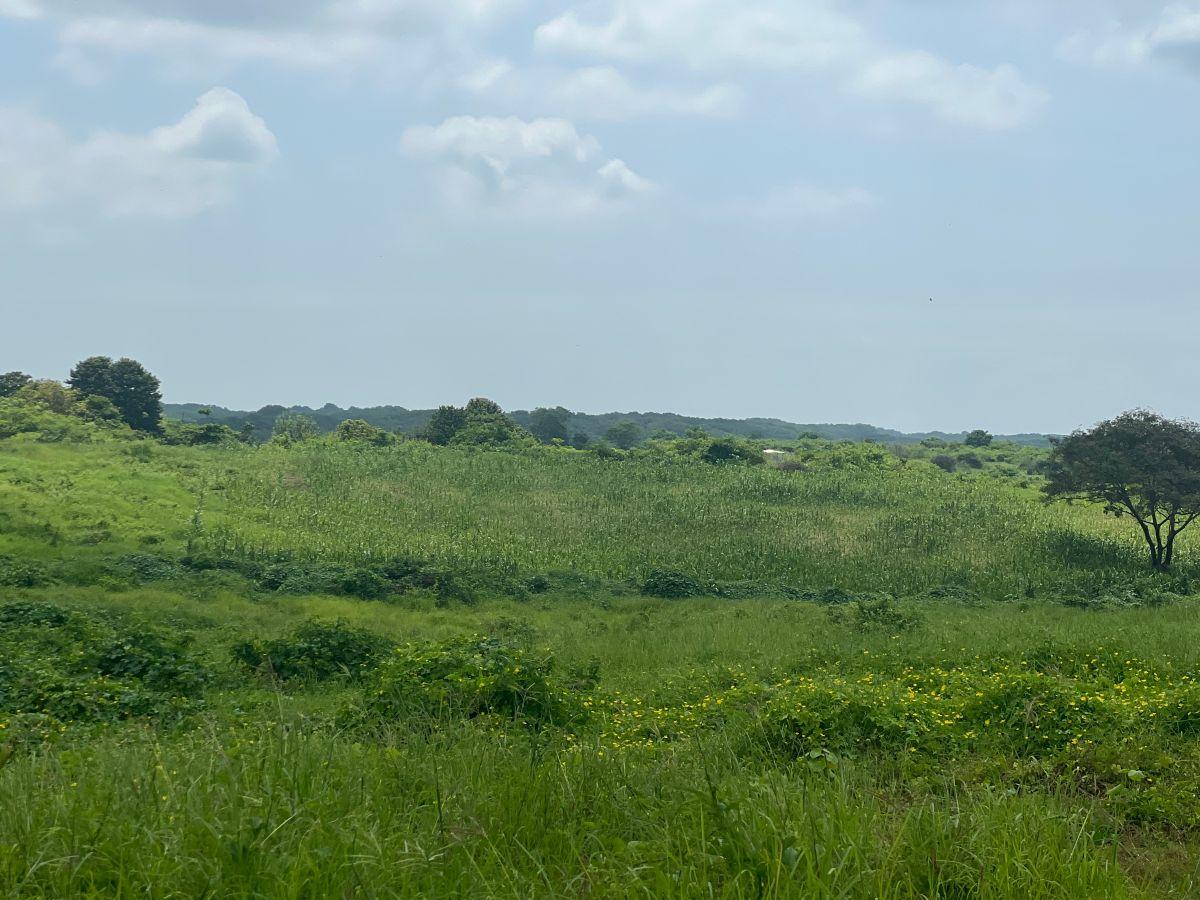 Venta de 32 Has Via Duran - Yaguachi, Km. 14.5, Al Pie de La Vía con 400 m, Guayas — imagen 3