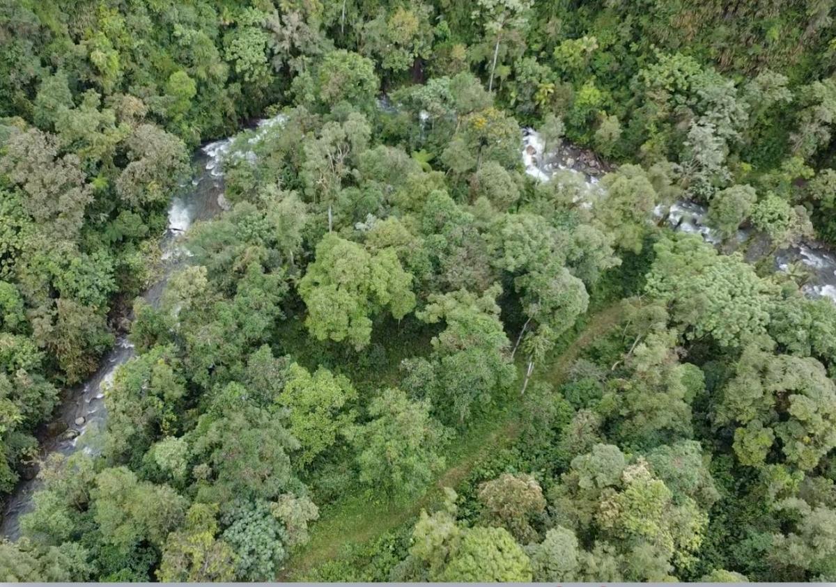 Vendo Terreno en Mindo de 1 Hectarea — imagen 4