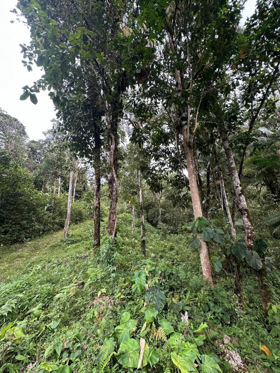 Vendo Terreno en Mindo de 1 Hectarea — imagen 3
