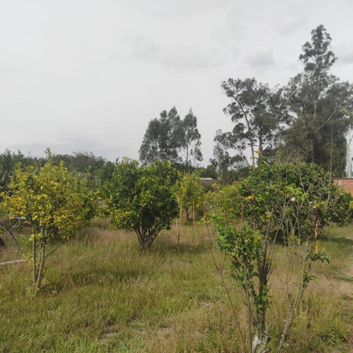 Inversionistas, Constructores, Tumbaco, Zona Central, Terreno Plano 6500 m², Papeles en Regla — imagen 5