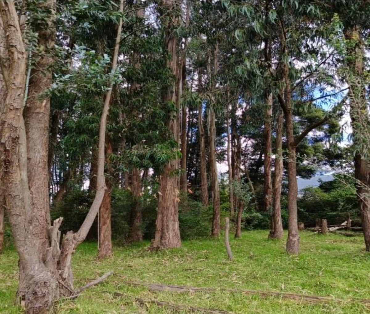 Terreno en Venta 5.000 m² Para Constructores, Inversionistas, Etc — imagen 5