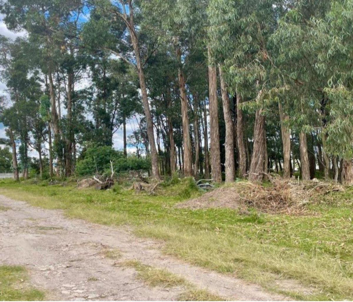 Terreno en Venta 5.000 m² Para Constructores, Inversionistas, Etc — imagen 4
