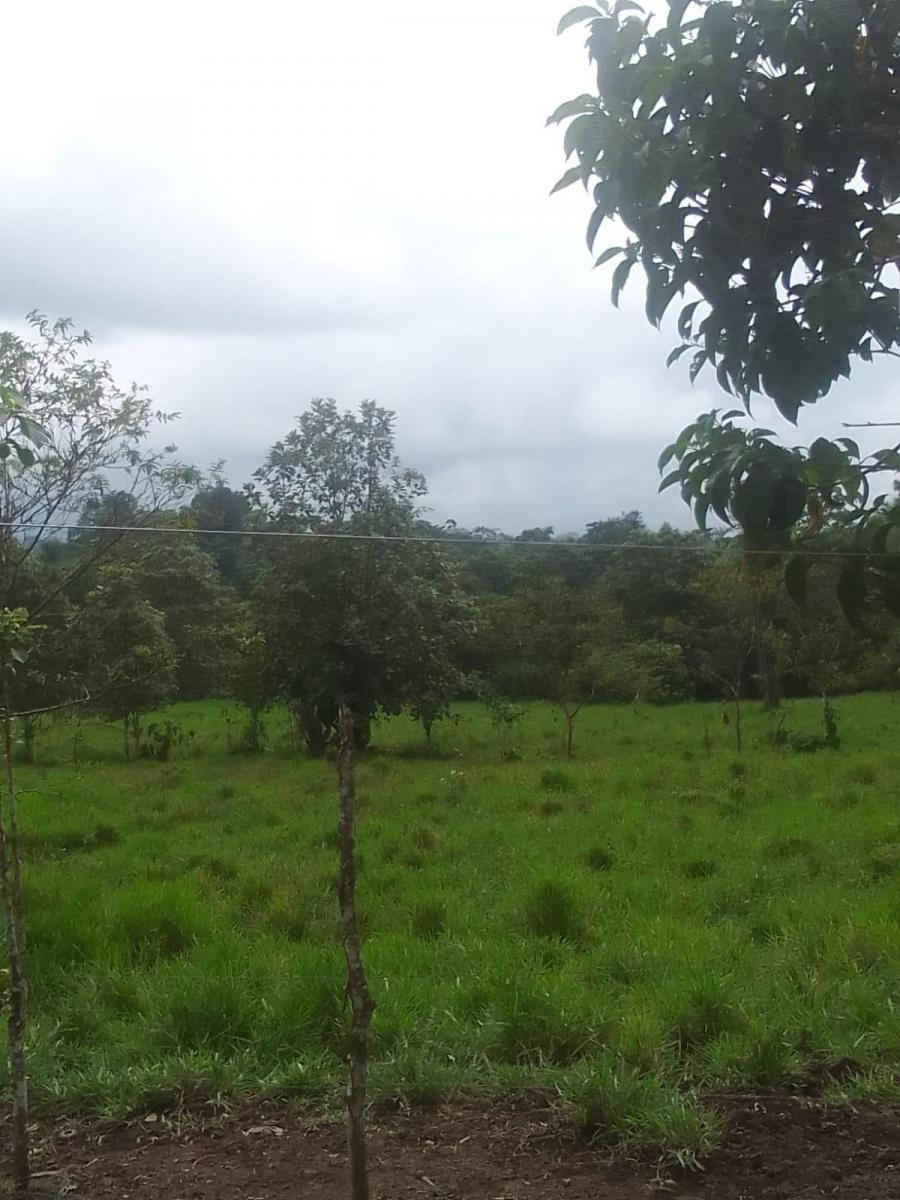 Se Vende Finca Ganadera de 45 Hectáreas en Pedro Vicente Maldonado Km 104 — imagen 5