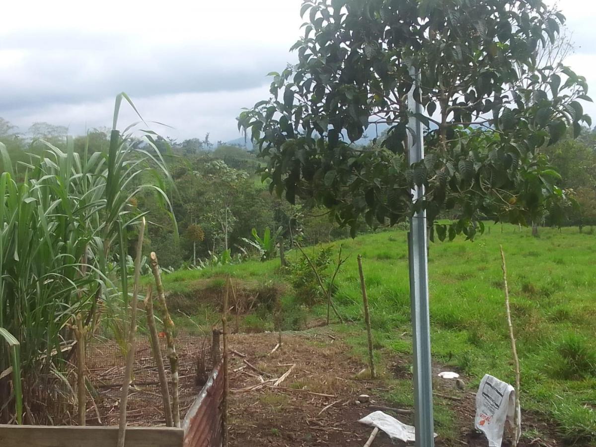 Se Vende Finca Ganadera de 45 Hectáreas en Pedro Vicente Maldonado Km 104 — imagen 3