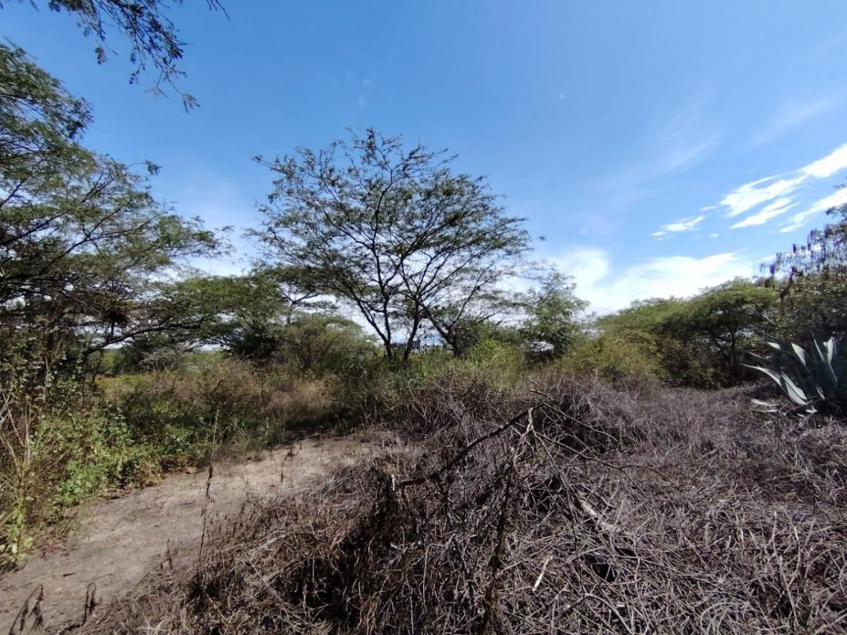 Vendo Terreno / Lote en Venta, Arrayanes, Urb. El Ingenio, Puembo — imagen 3