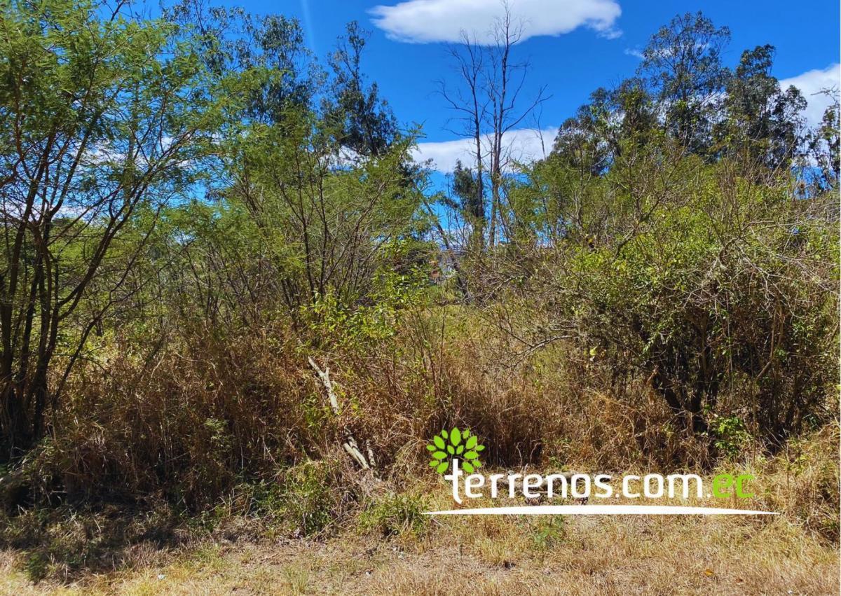 Terreno Independiente de Venta en Tumbaco 6,194.27 m², Sector Tola Grande — imagen 4