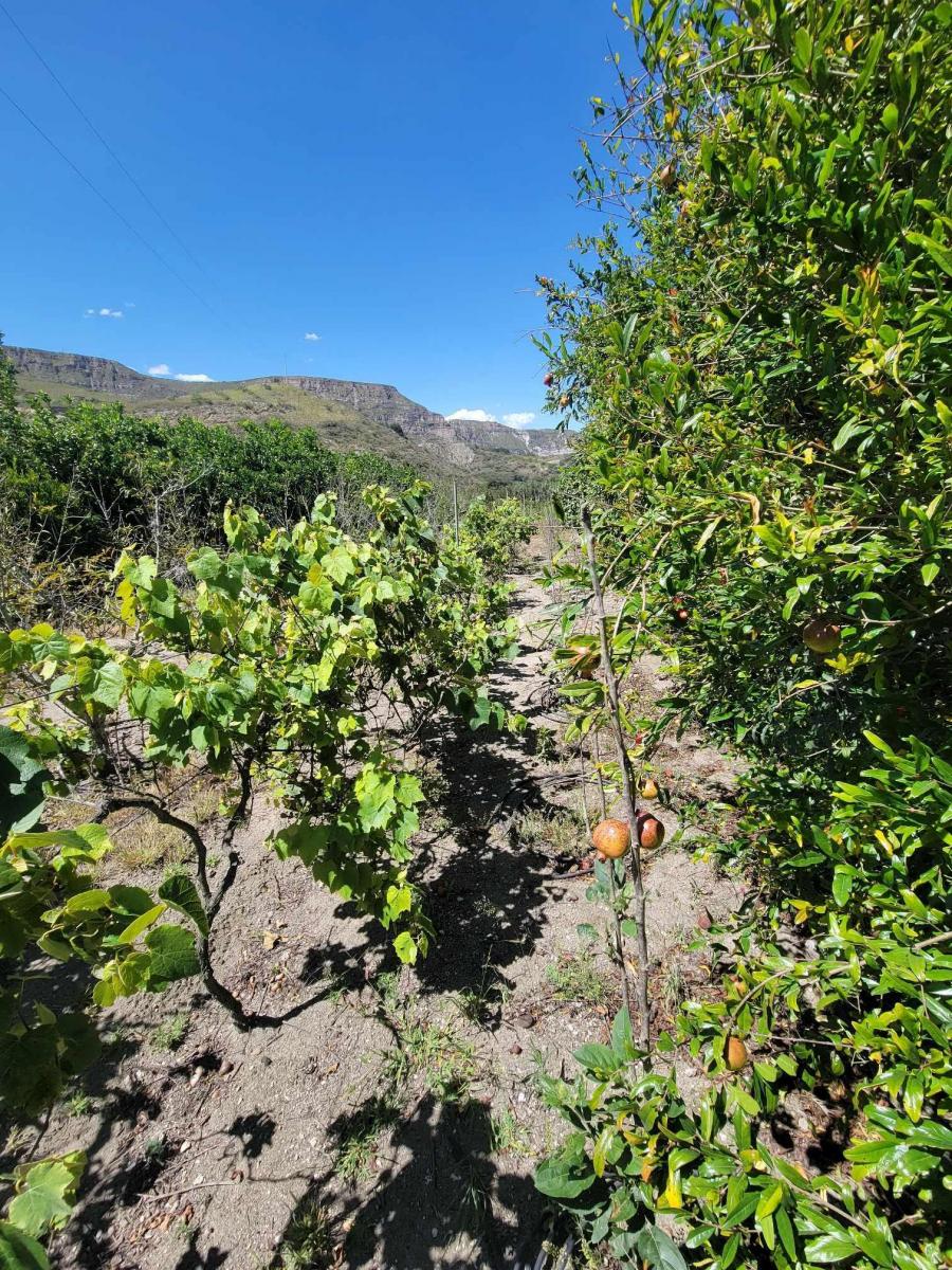 Lote con Arboles Frutales en Venta - Sector Tanda - Vía Ibarra. — imagen 5