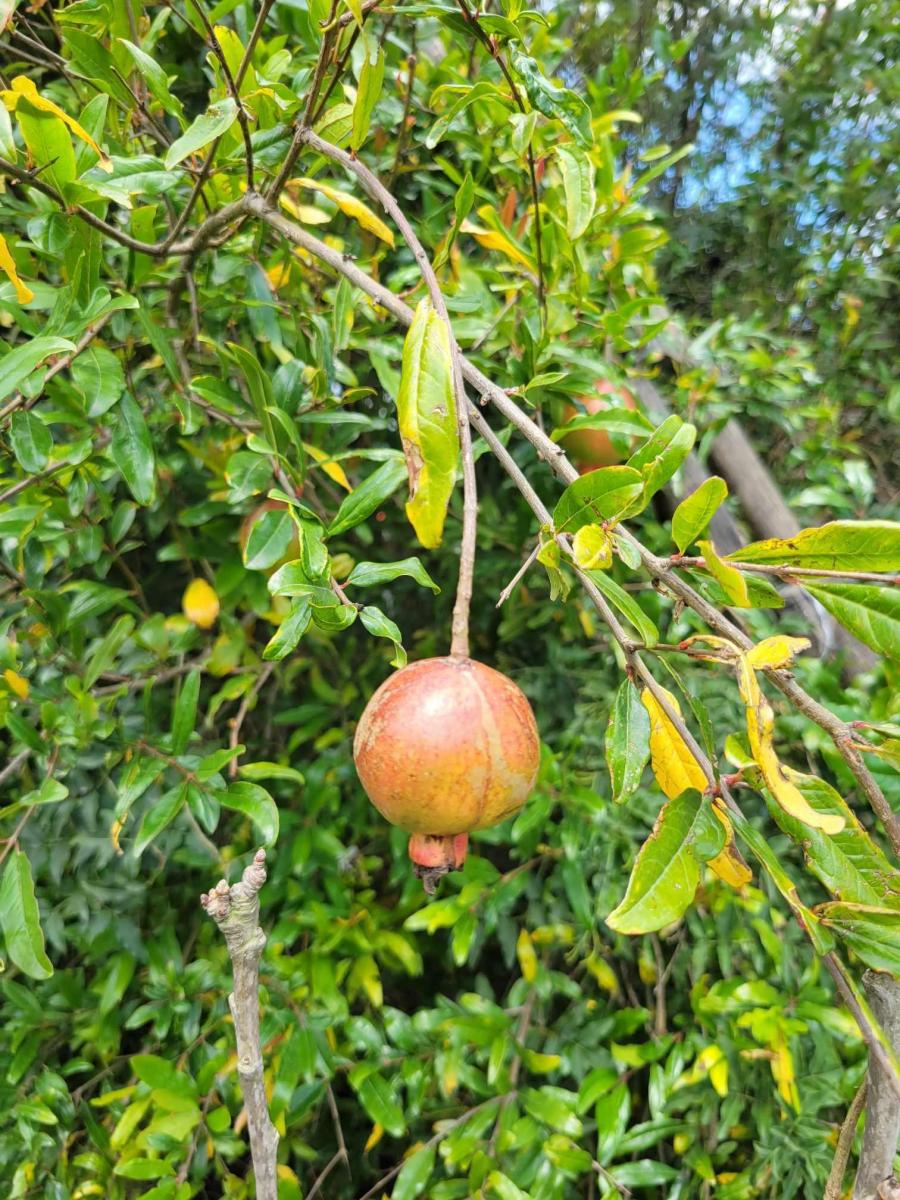 Lote con Arboles Frutales en Venta - Sector Tanda - Vía Ibarra. — imagen 3
