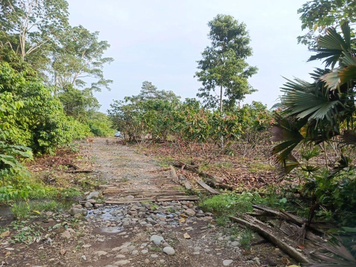 Finca Productiva de 6 Hectáreas con Cacao, Café, Vivienda y Agua Natural – Loreto, Orellana — imagen 5