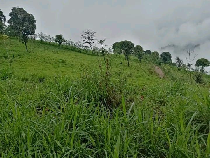 Finca Productiva de 24 Hectáreas en Caluma. en Venta — imagen 4