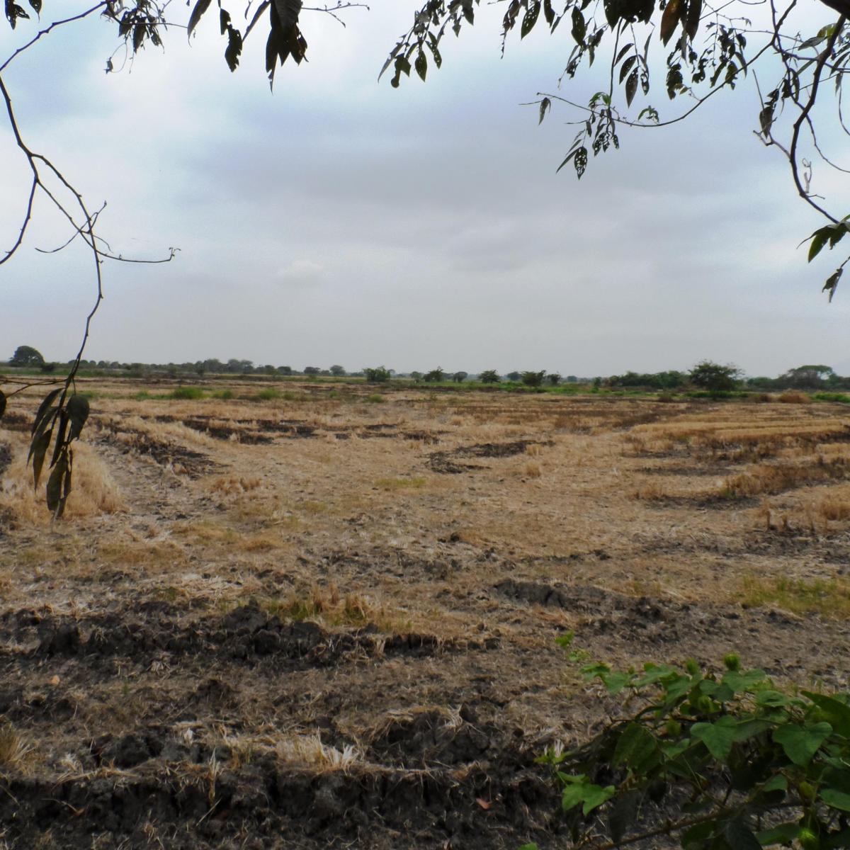 Venta de Terreno Industrial Alto Impacto Duran Tambo 47000 m² Pie de Via, Guayas — imagen 5