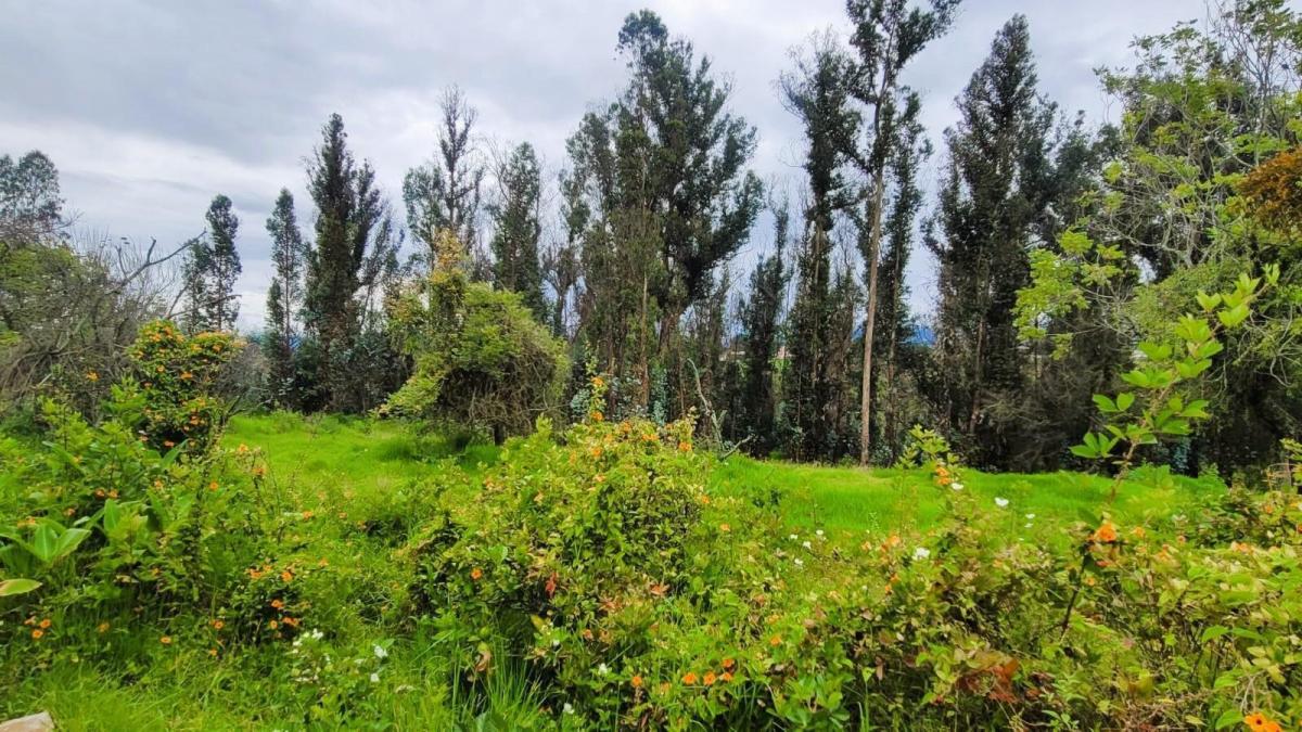 Venta Terreno 17.000 m² en Puembo, Factible Construir 5 Casas, con Regadío. Provincia de Pichincha — imagen 5