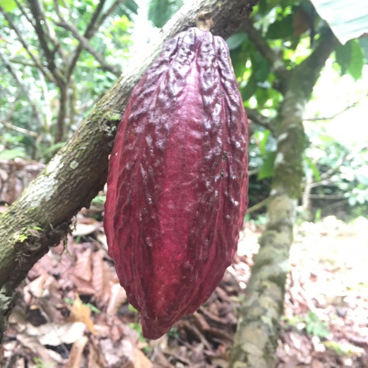 En Venta 32 Has en Shalcana, Napo, Napo — imagen 3