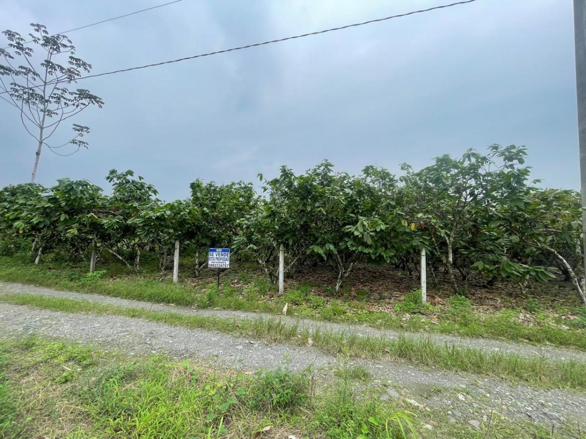 Vendo Terreno en El Cantón La Troncal — imagen 4