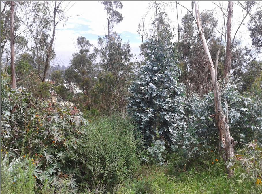 Miravalle. Hermoso Lote Ideal Para Constructores — imagen 5