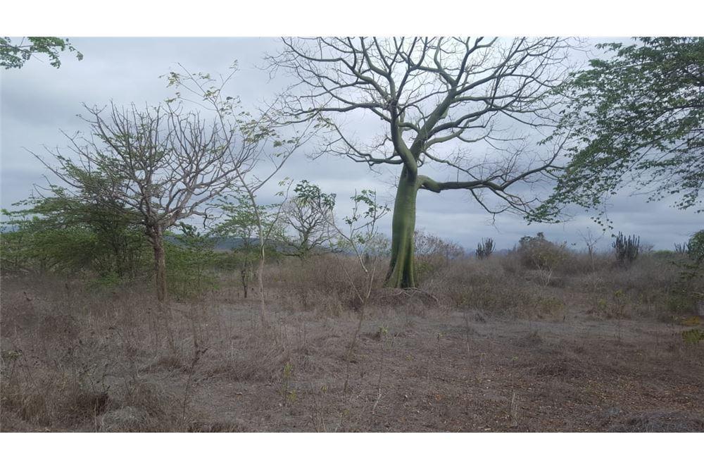 Terreno en Venta Los Bajos de La Palma Montecristi, Manabí — imagen 5