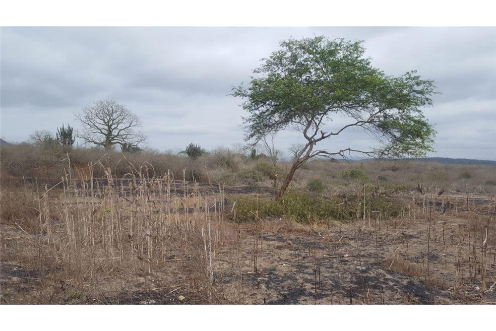 Terreno en Venta Los Bajos de La Palma Montecristi, Manabí — imagen 3