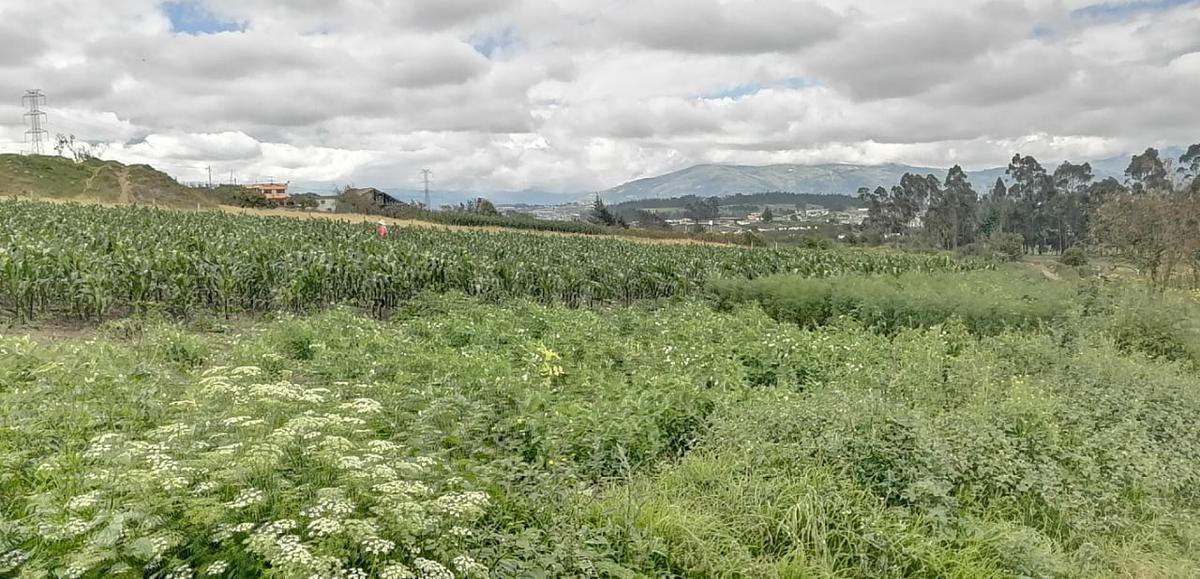 Terreno en Venta en Unamuncho Ambato. 4 Hectáreas. Tungurahua — imagen 4
