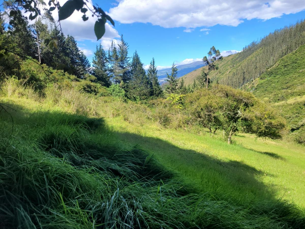 Terreno de 16000 m² en Venta en Tumbaco — imagen 5