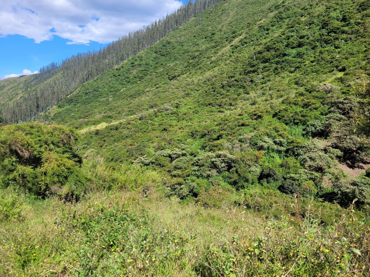 Terreno de 16000 m² en Venta en Tumbaco — imagen 3