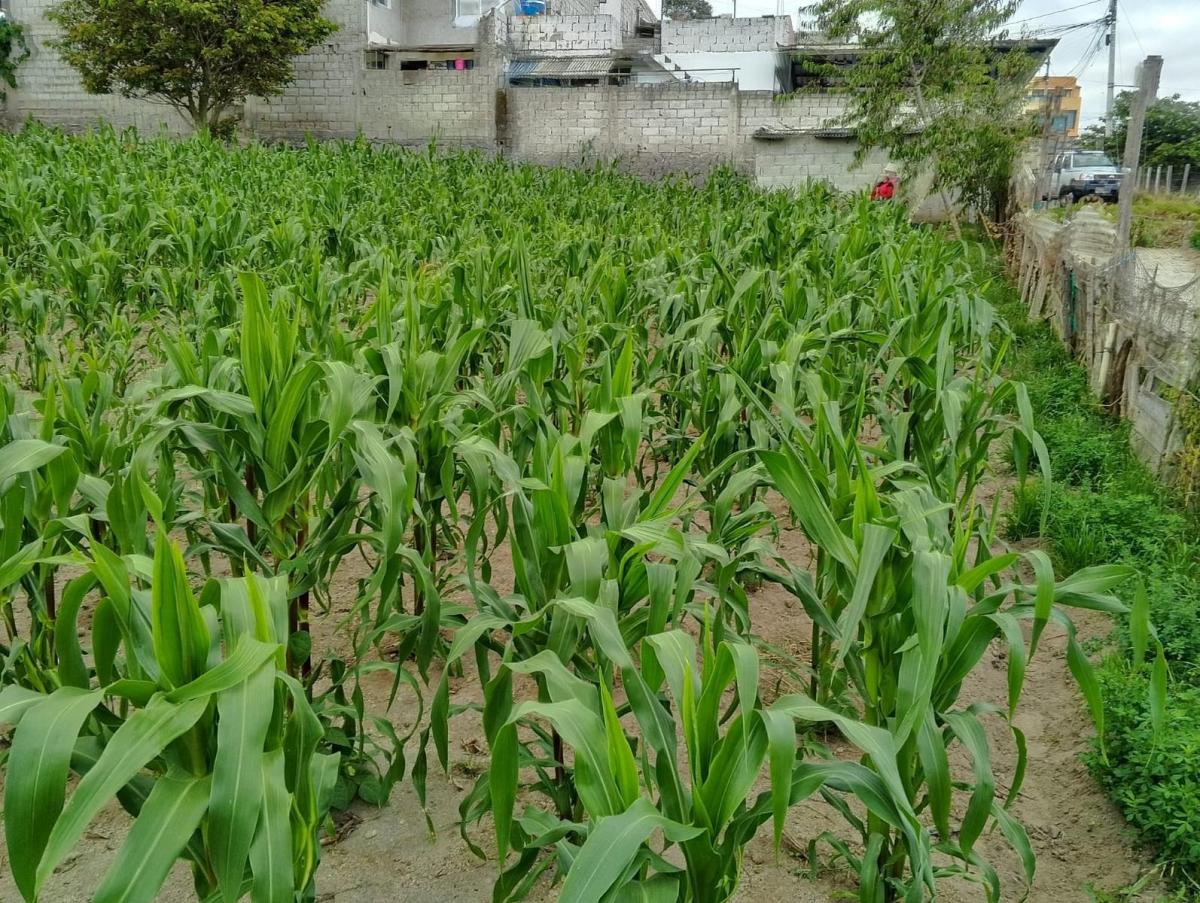 Terreno en San José de Morán — imagen 5