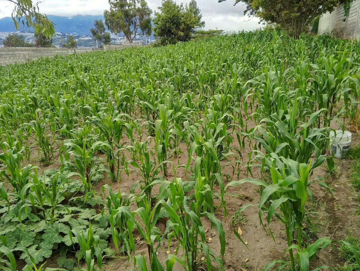 Terreno en San José de Morán — imagen 3