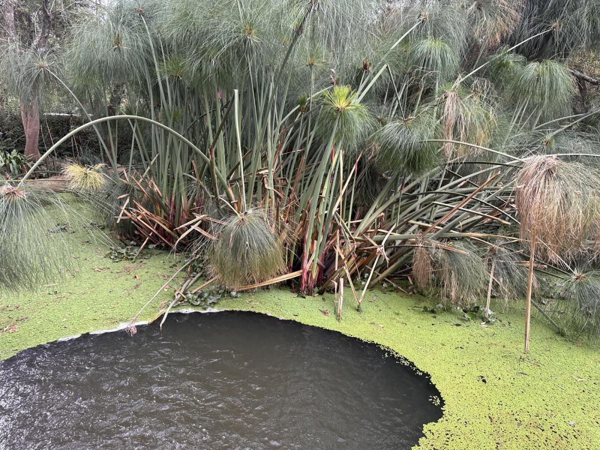 Amplia Propiedad en Puembo — imagen 4