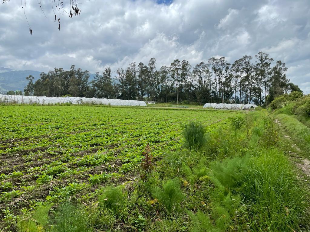 En Venta Terreno 6.4 Has, Via Al Aeropuerto, Sector, Sector Tabalela — imagen 7