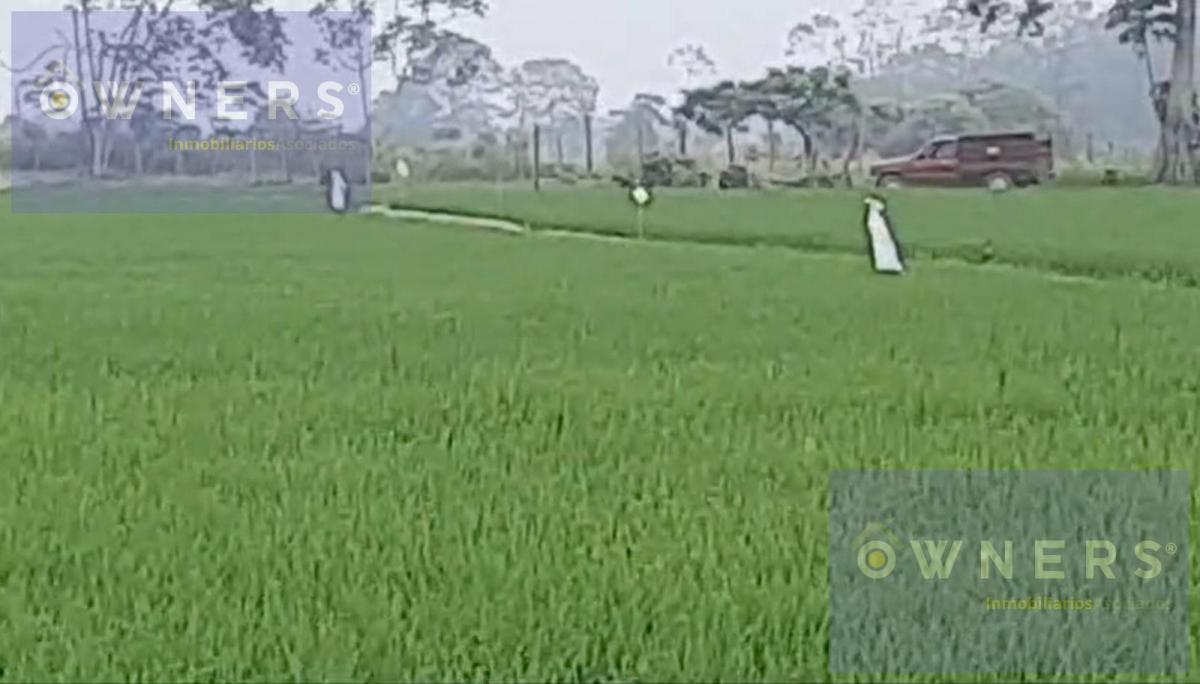 Venta Propiedad Agricola Ricaurte (Vm), Los Ríos — imagen 5