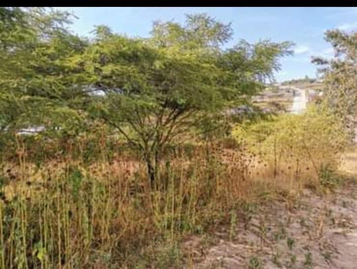 Vendo Terreno en Llano Grande Las Tolas 988 m — imagen 5