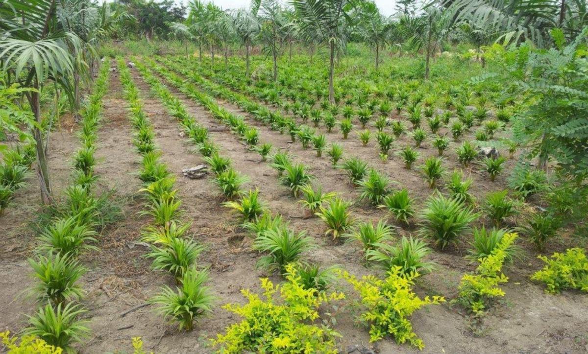 Vendo Terreno Agrícola en Milagro Vía a Naranjito, Ings. Guayas — imagen 5