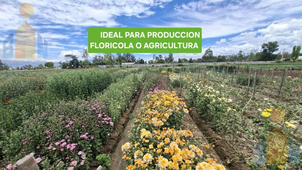 Terreno - Tababela — imagen 4