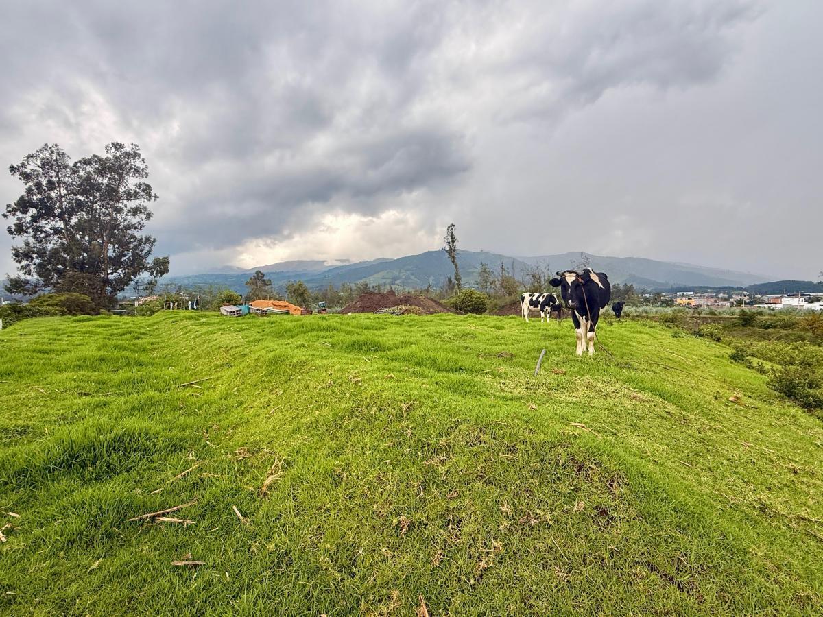 Vendo Terreno de 1 Has en Tababela (Redondel Aeropuerto y Vía Pifo El Quinche) — imagen 3