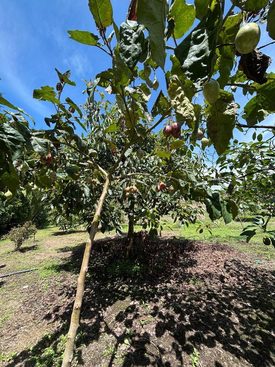 Tereno Para Finca Vacacional — imagen 4