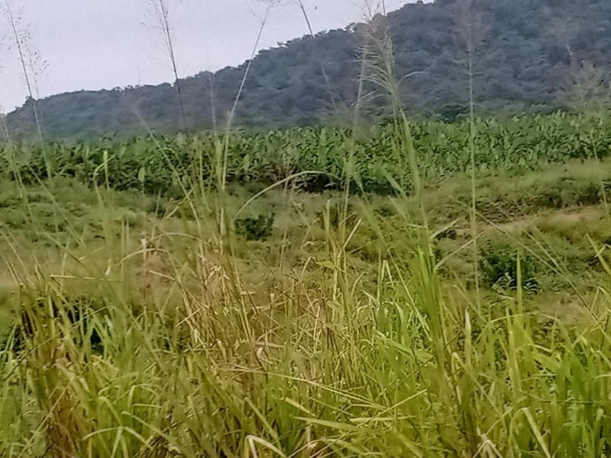¡Oportunidad de Inversión Agrícola! Finca en Venta – 74 Hectáreas Productivas, Manabí — imagen 3
