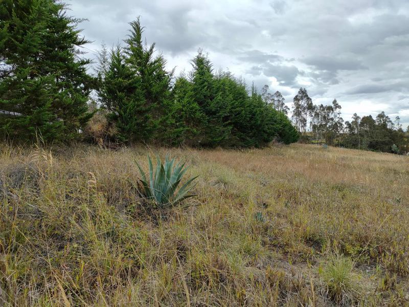 Vendo Terreno de 26000 m² en La Tolita a 1 Km de La Ruta Viva, Gran Vista — imagen 5
