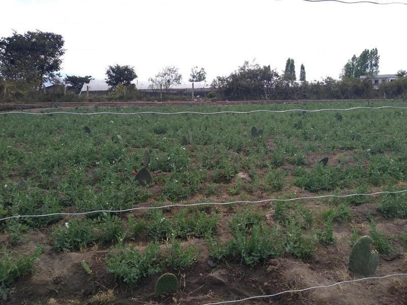 Vendo Terreno de 26550 m en Tababela — imagen 5