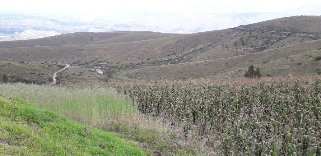 Re/max Futuro Vende Finca de 61 Has Proyecto Lotizacion/agro en Cochasqui — imagen 5