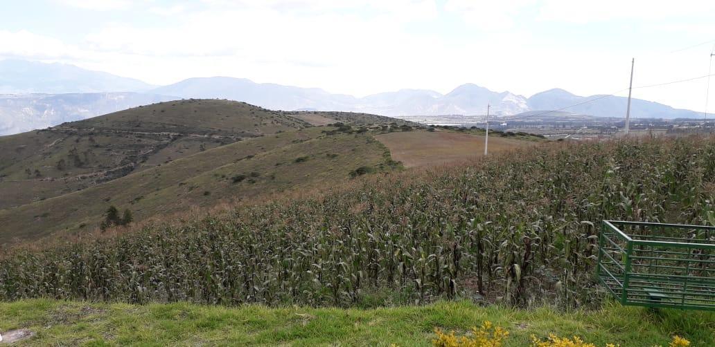 Re/max Futuro Vende Finca de 61 Has Proyecto Lotizacion/agro en Cochasqui — imagen 3