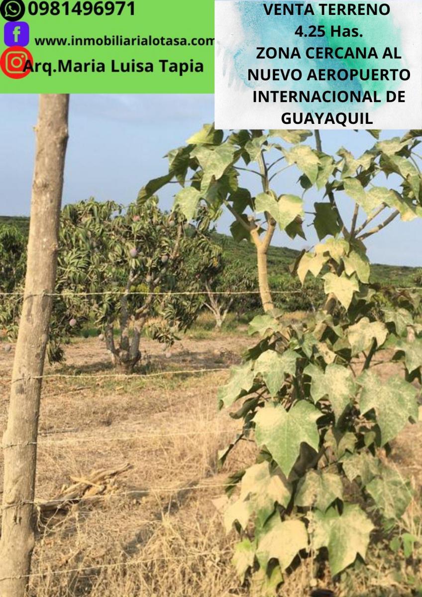 Venta Terreno 4.25 Has Via a La Costa Km 24 Sector Chongon. Guayas — imagen 5
