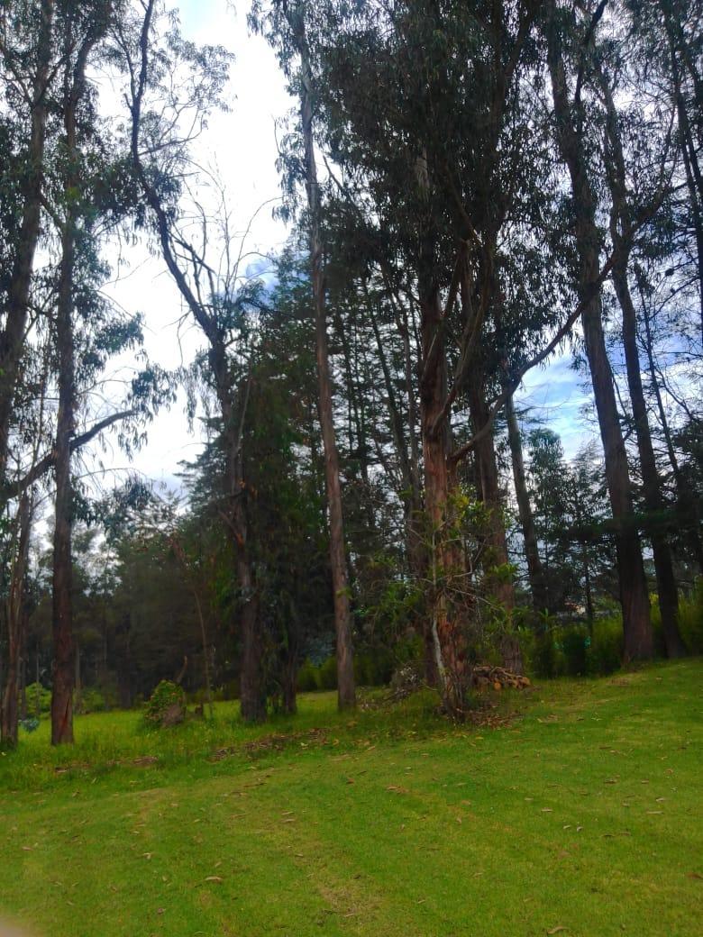 Se Vende Hacienda Guayllabamba, 17 Has 170.000 m² Varias Casas — imagen 4
