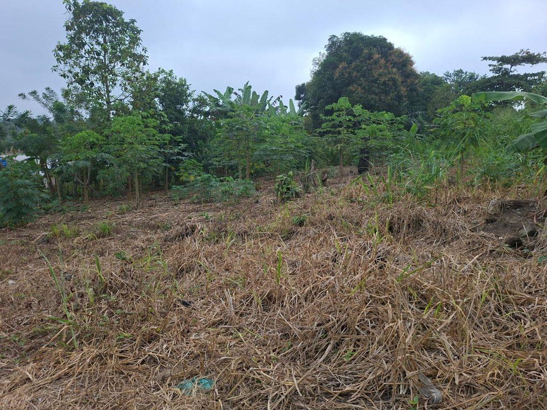 Terreno en Venta de 320 m² Las Tolas, Quevedo, Los Ríos — imagen 5