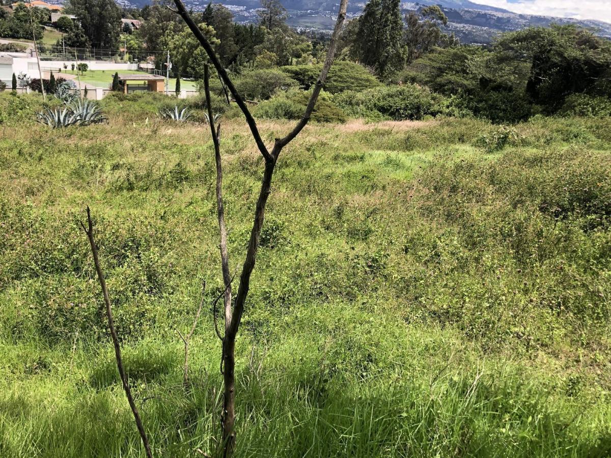 Terreno de Venta en Puembo, Empezando La Recta de La Vía a Arrayanes. Amplia Plusvalía — imagen 8