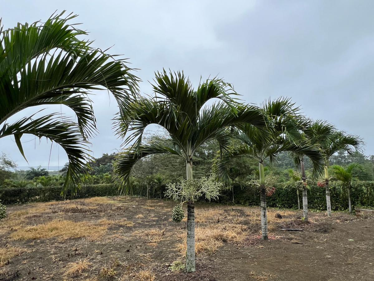 Terreno Vista Al Mar Ayampe, Manabí — imagen 4